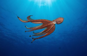 AP4YN1 Day octopus, Octopus cyanea, Hawaii.